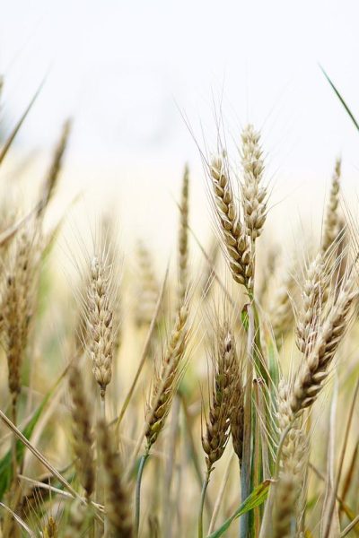 wheat field wheat field barley 1556698